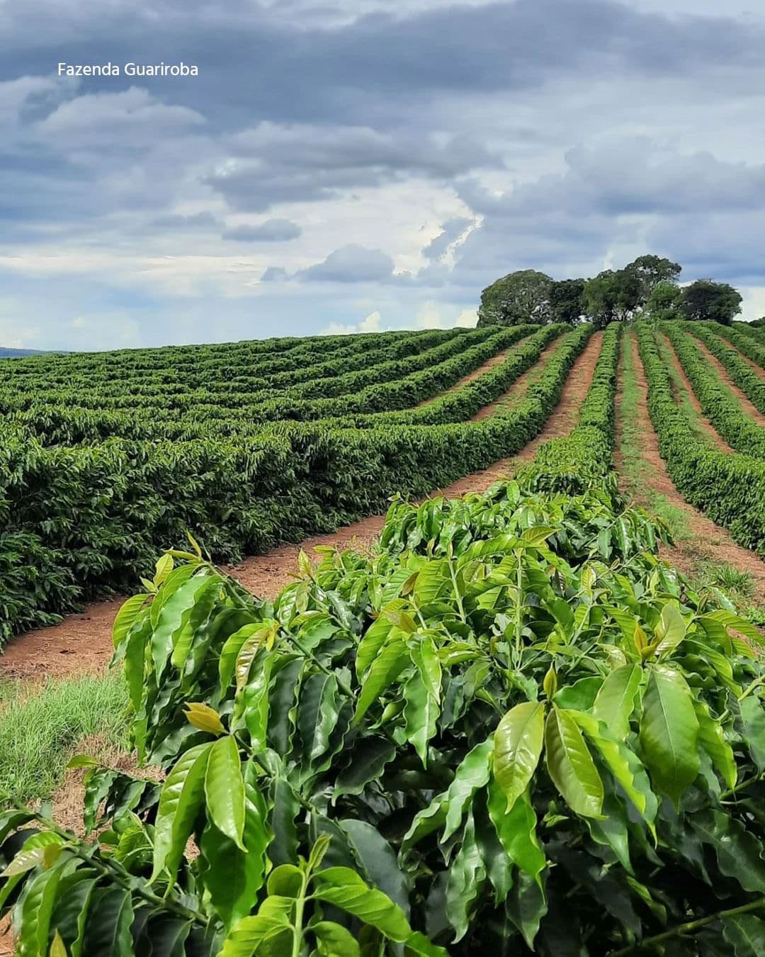 Foto da fazenda