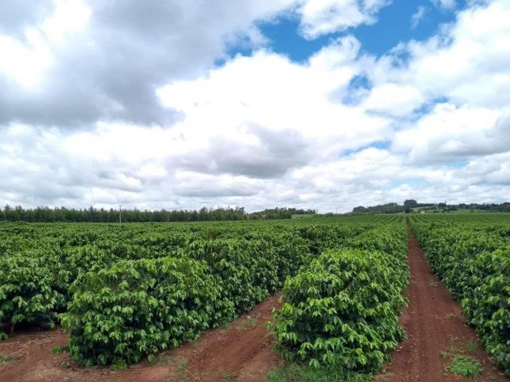 fazenda cafe especial parana