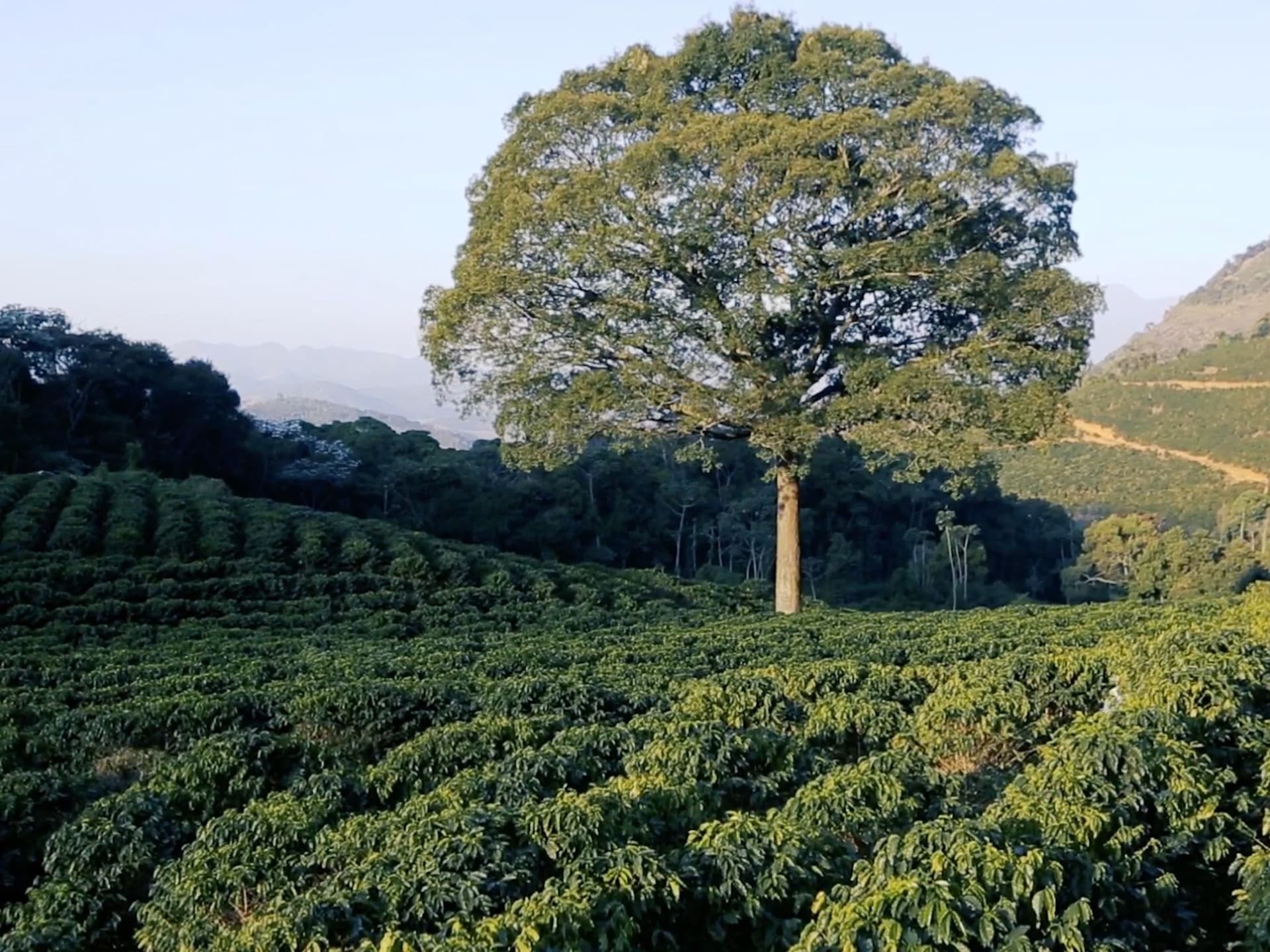 fazenda cotrim dalessandro